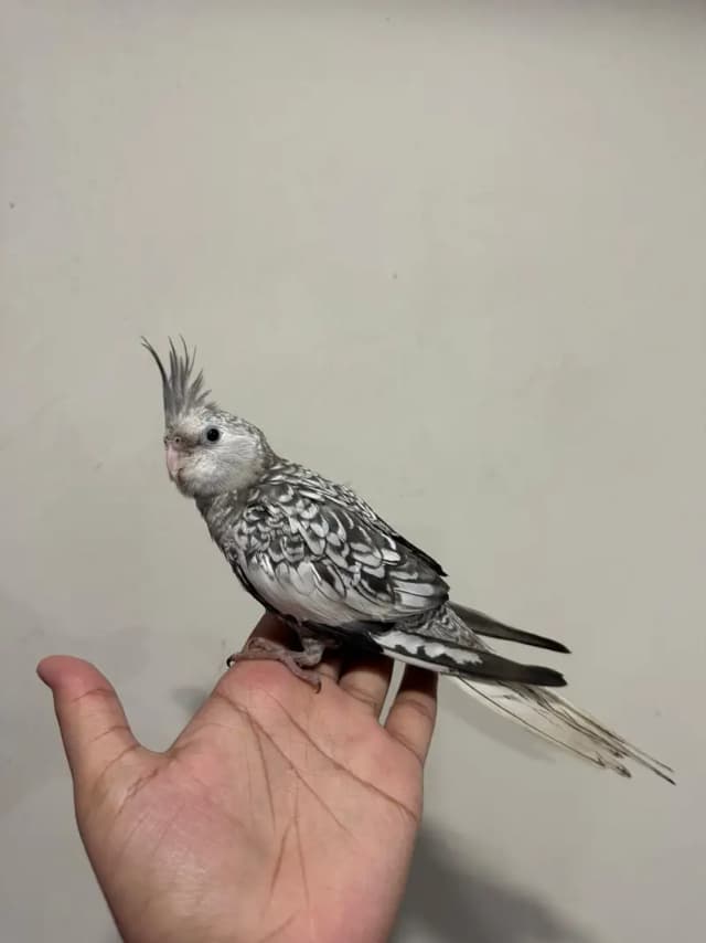 Cocktail For Sale