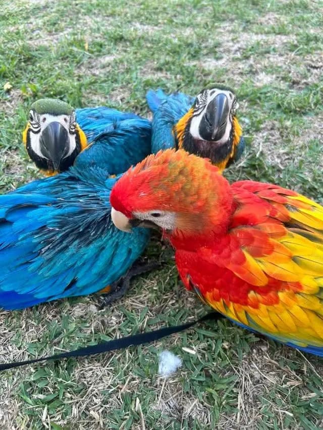 blue macaw parrot chicks for sale (03496597174)