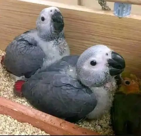 African grey parrot chick for sale (03160327274)
