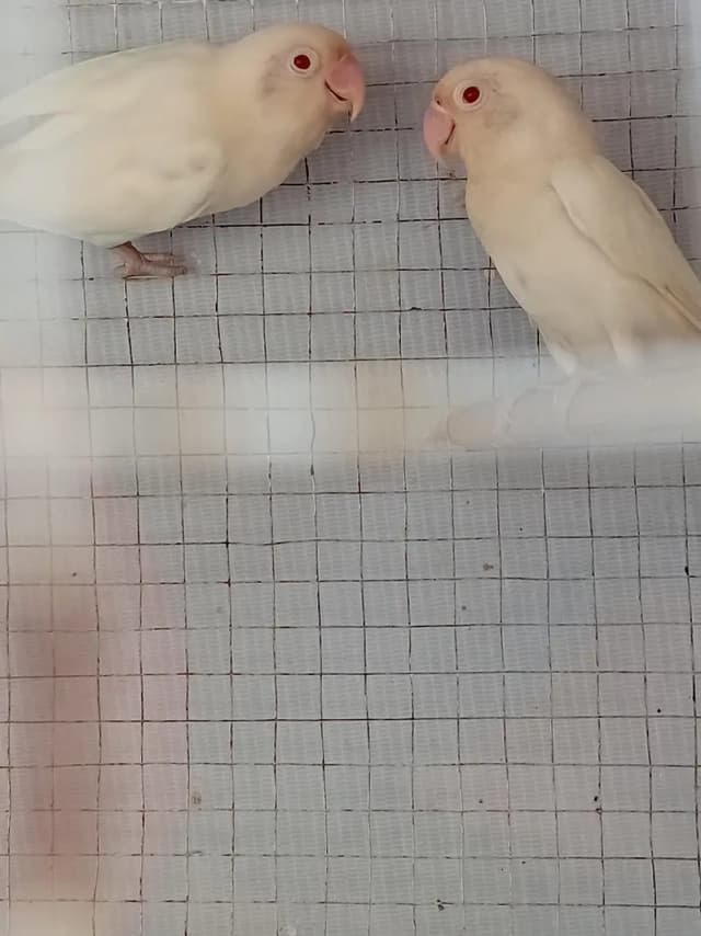 Albino red eyes lovebird