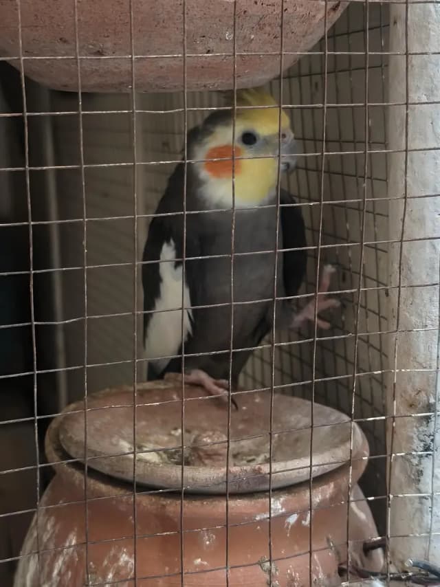 cockatiels and budgies