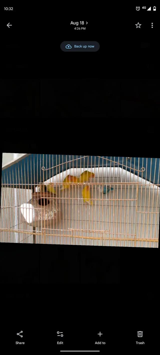 parrot
