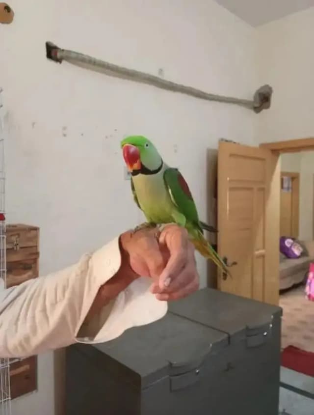 Raw Parrot  handtam for sale urgent sale urgent