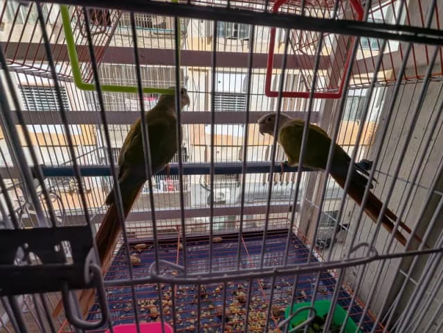 breeder pair for sale with dna