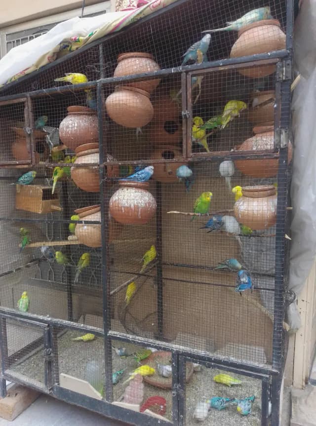 Australian Breeder Pairs for Sale