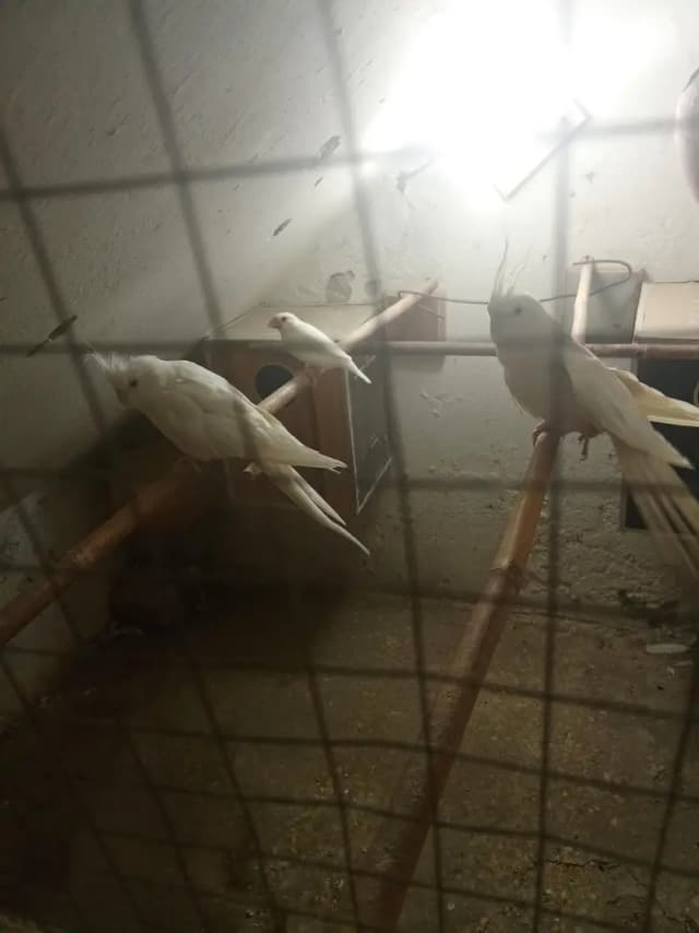 beautiful talking Kashmiri raw parrot and other cocktail pair