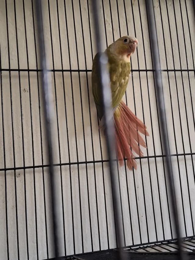 Pineapple Conure