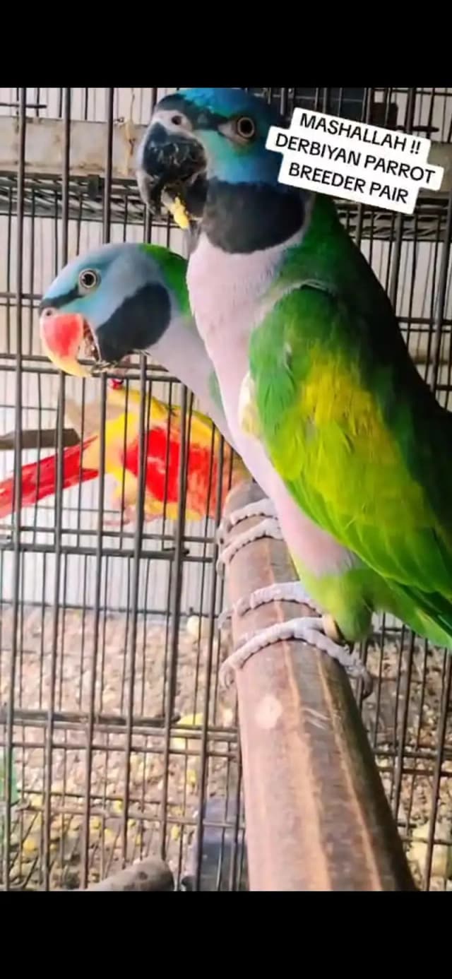 Darbiyan Parrot Breeder Pair