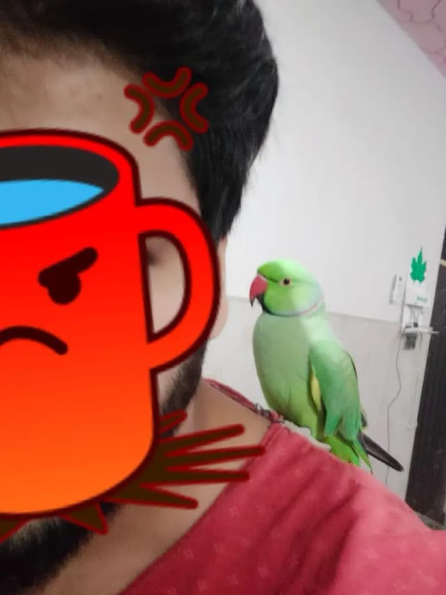 talking parrot sami team