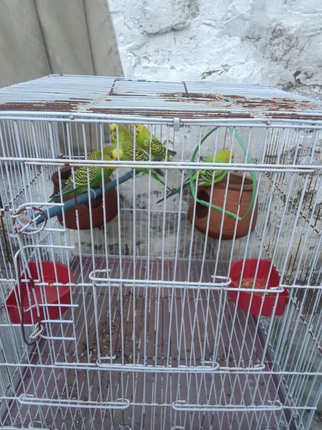 Australian parrots