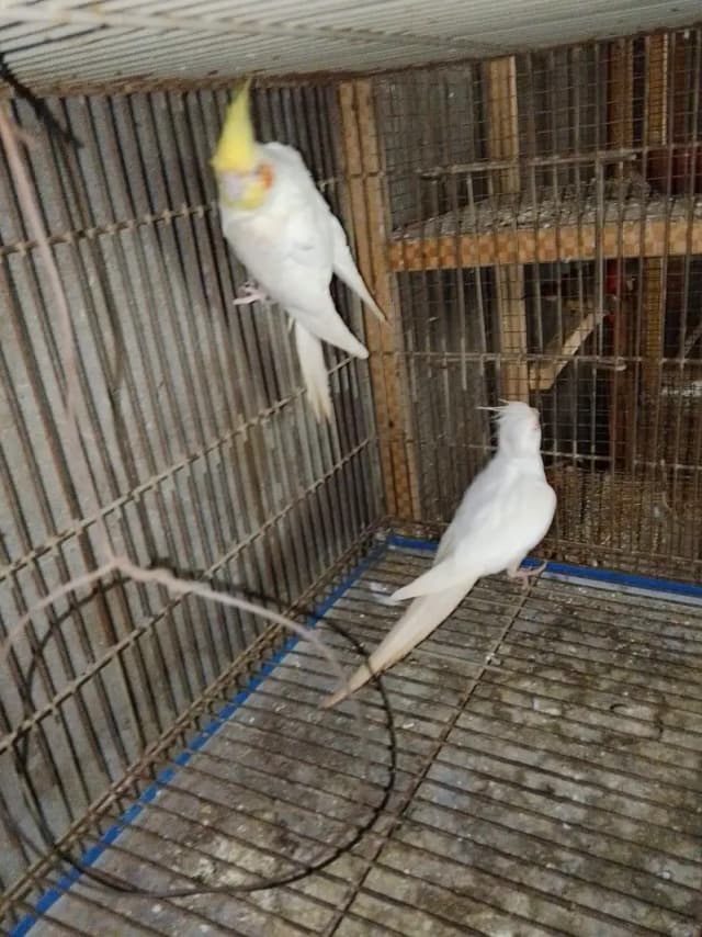 Cocktails pair for sale