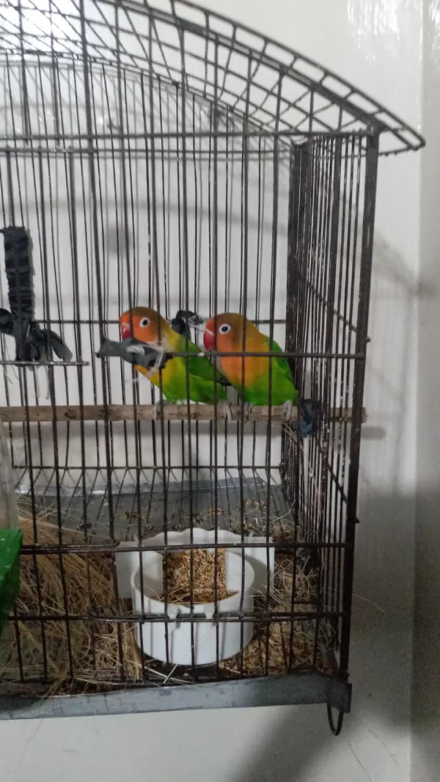 love bird pair