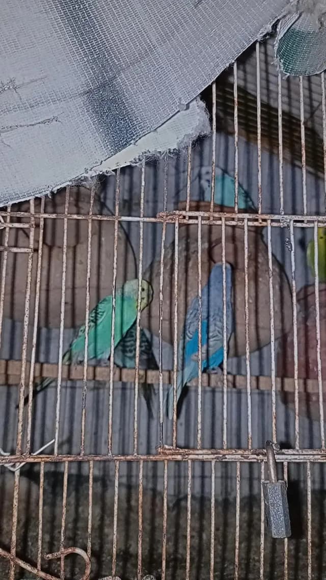 rainbow  budgies male pure rambow female split rainbow