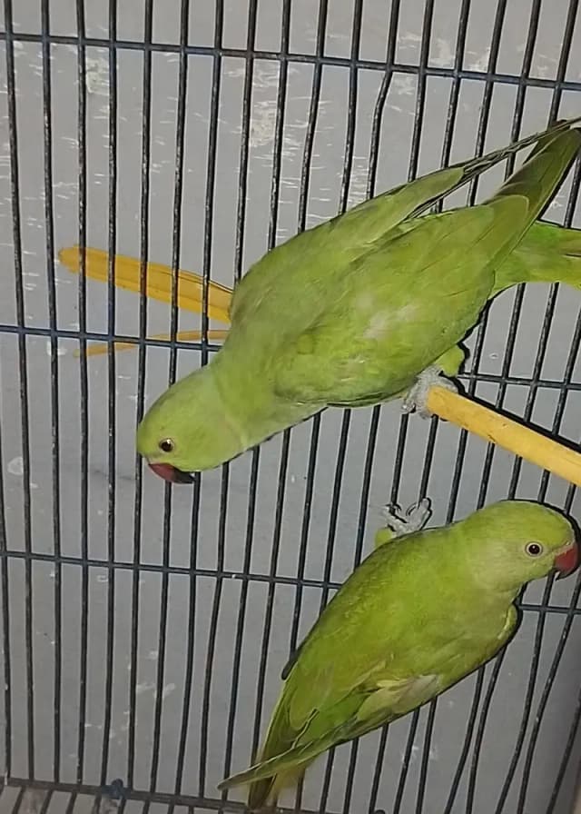 Healthy and active parrots pair.