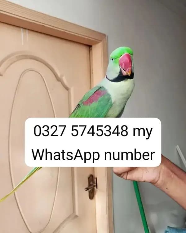Kashmiri raw parrot to salej
