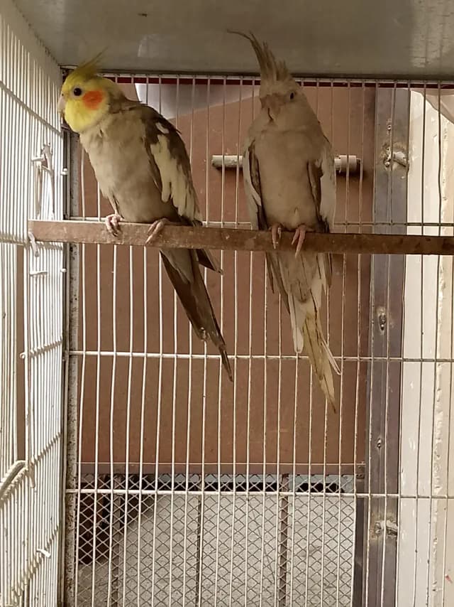 Sale Cocktail Pair