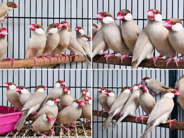 Fawn/White  jawa breeder pair 100%. breeder