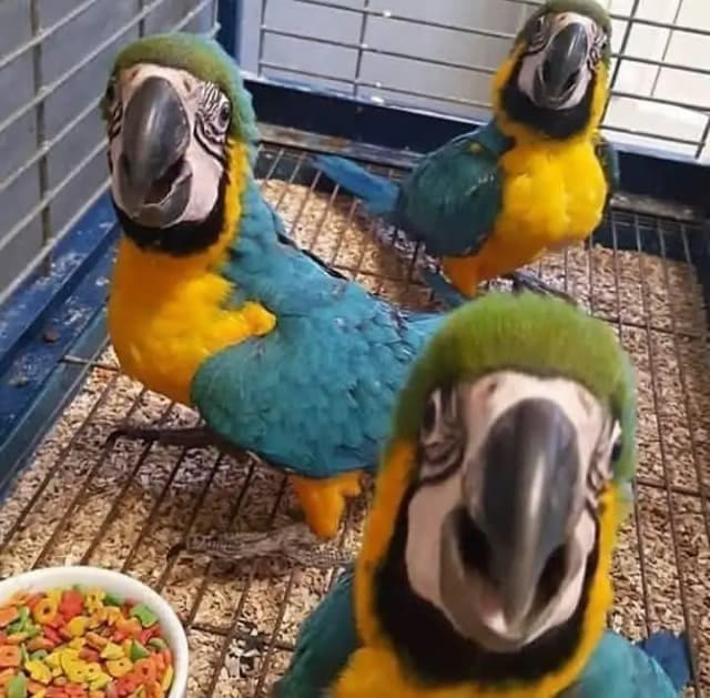 blue macaw parrot chicks for sale (03496597174)
