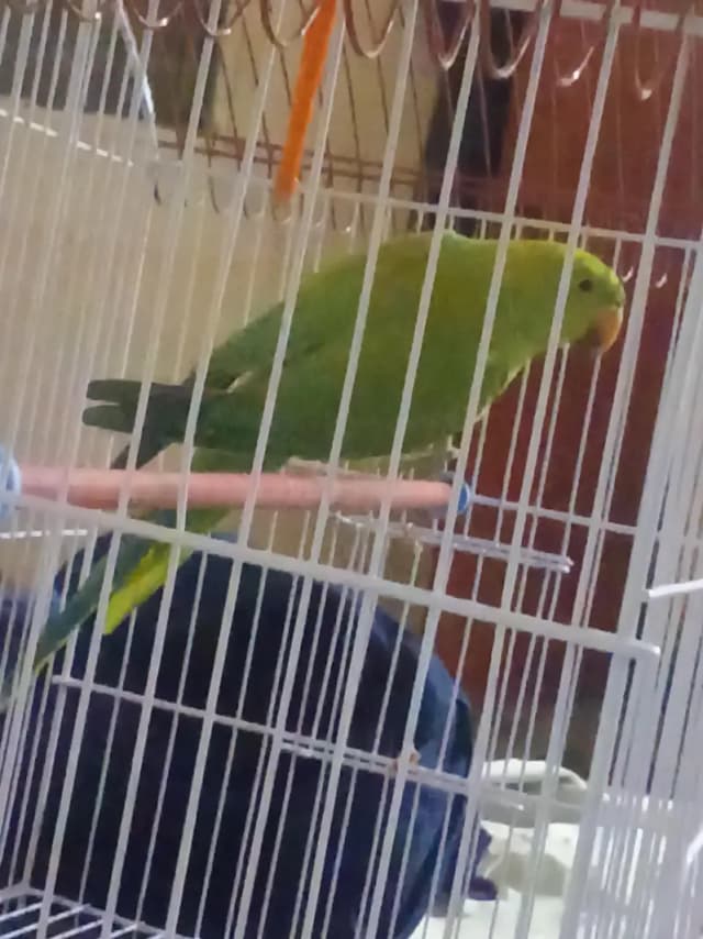green ringnak