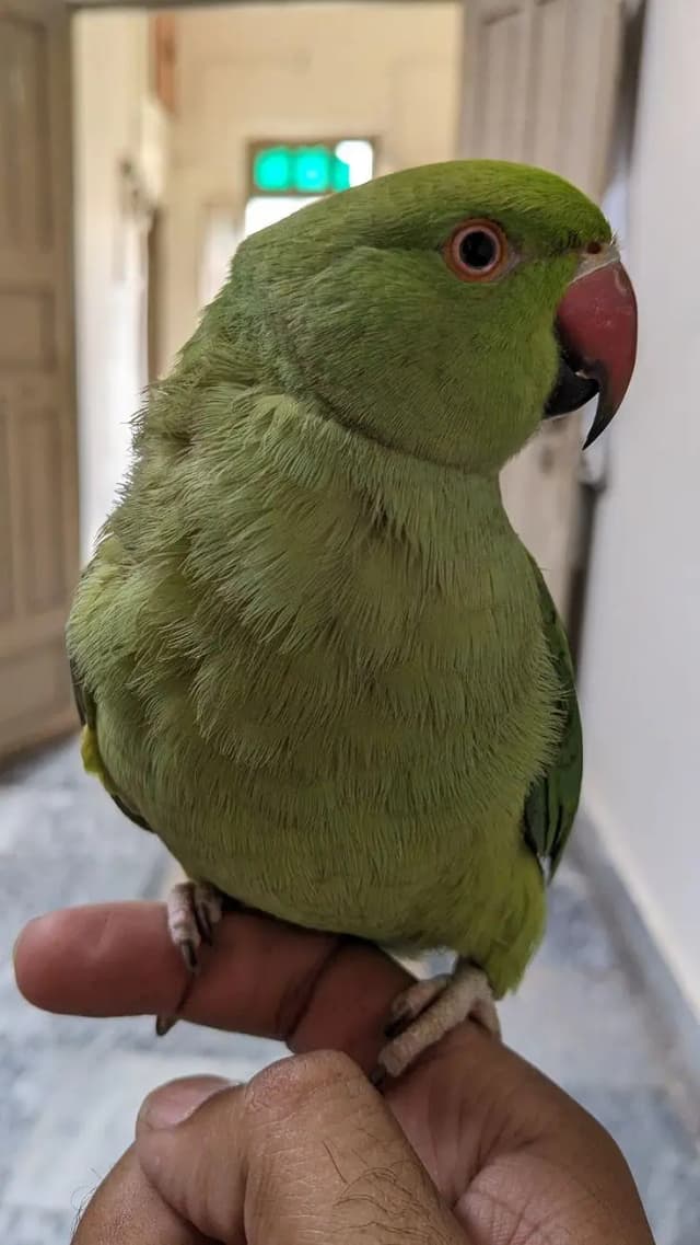 Raja beta for sale