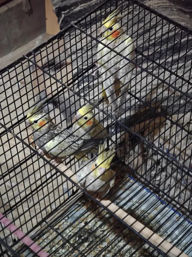 Healthy & Active Cockatiels for Sale