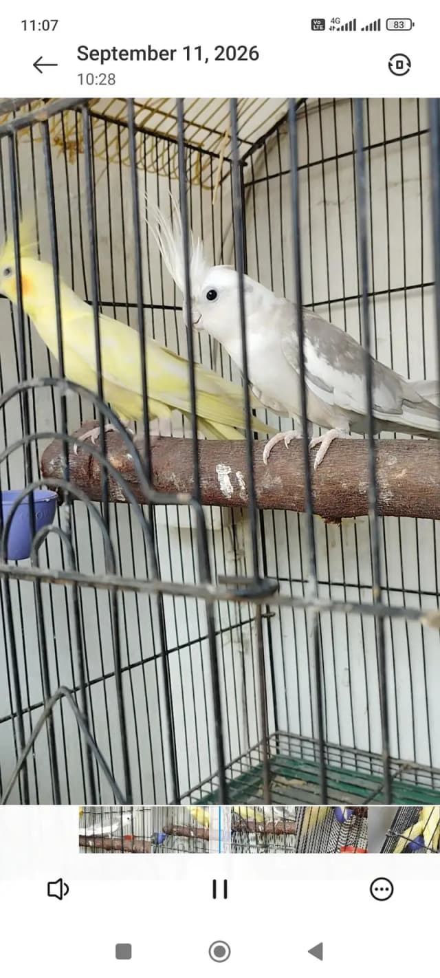 active and healthy pair