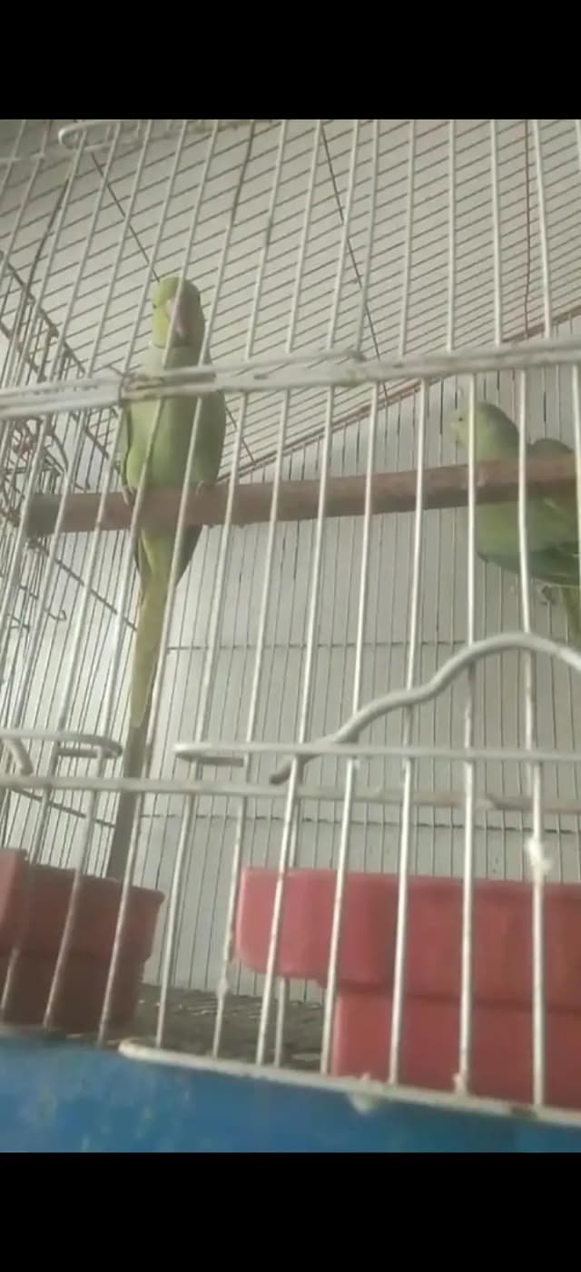 Healthy active raw parrot for sale contact number 03120040201