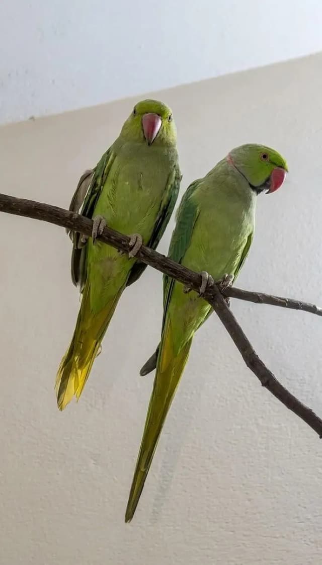 Ringnack pair