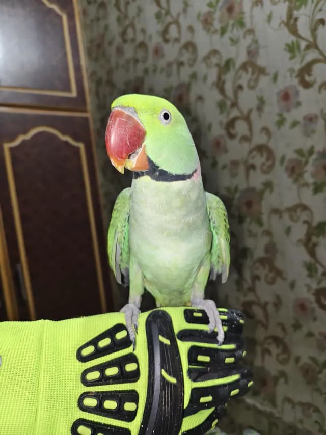 Raw Parrot