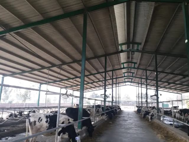 Dairy Farm Sheds / Warehouse Sheds / Industrial Sheds/ sheds