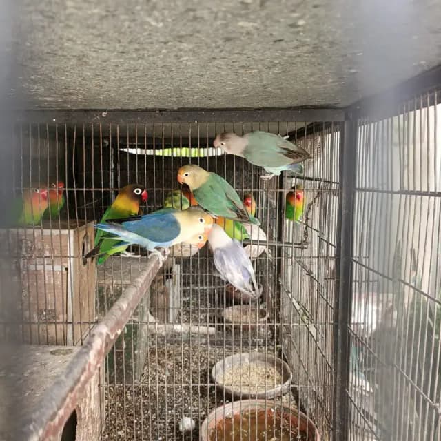 Love birds
