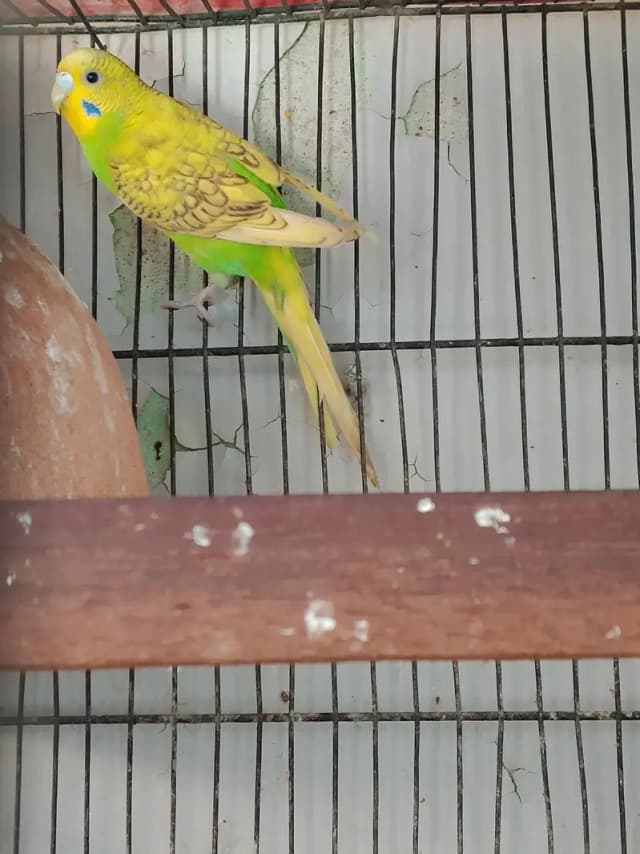 lacewing budgies female-healthy and active