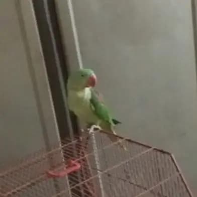 Alexandrine Parrot