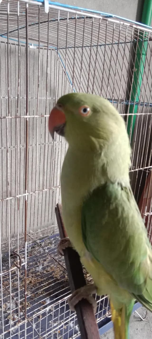 Hand tame ringneck female breader