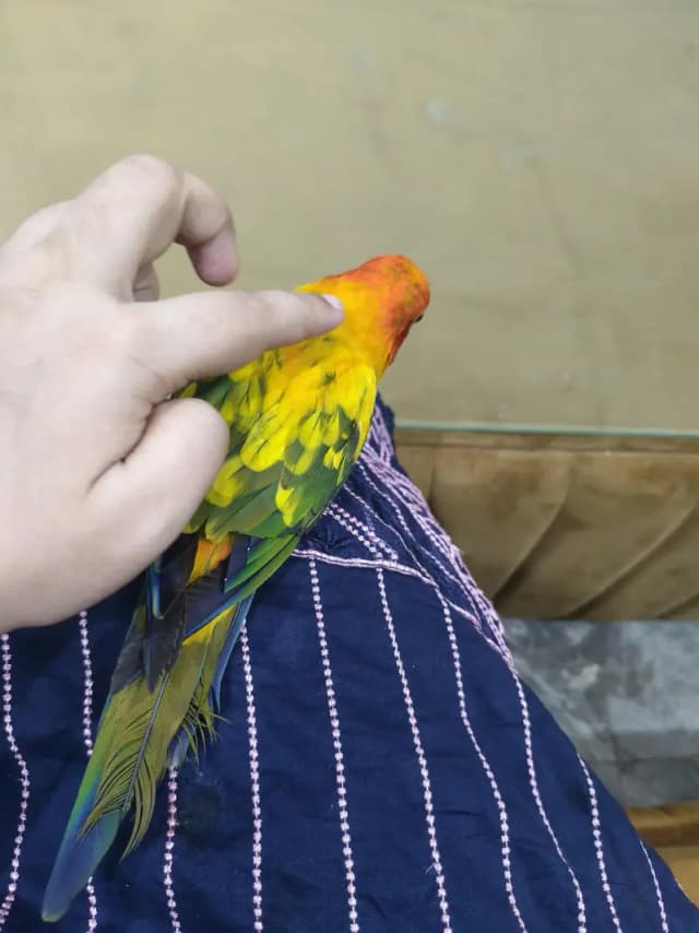sun coniure hand tame
