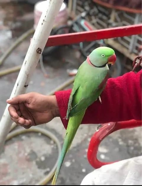 Kashmiri Raw parrot for sale Handtime