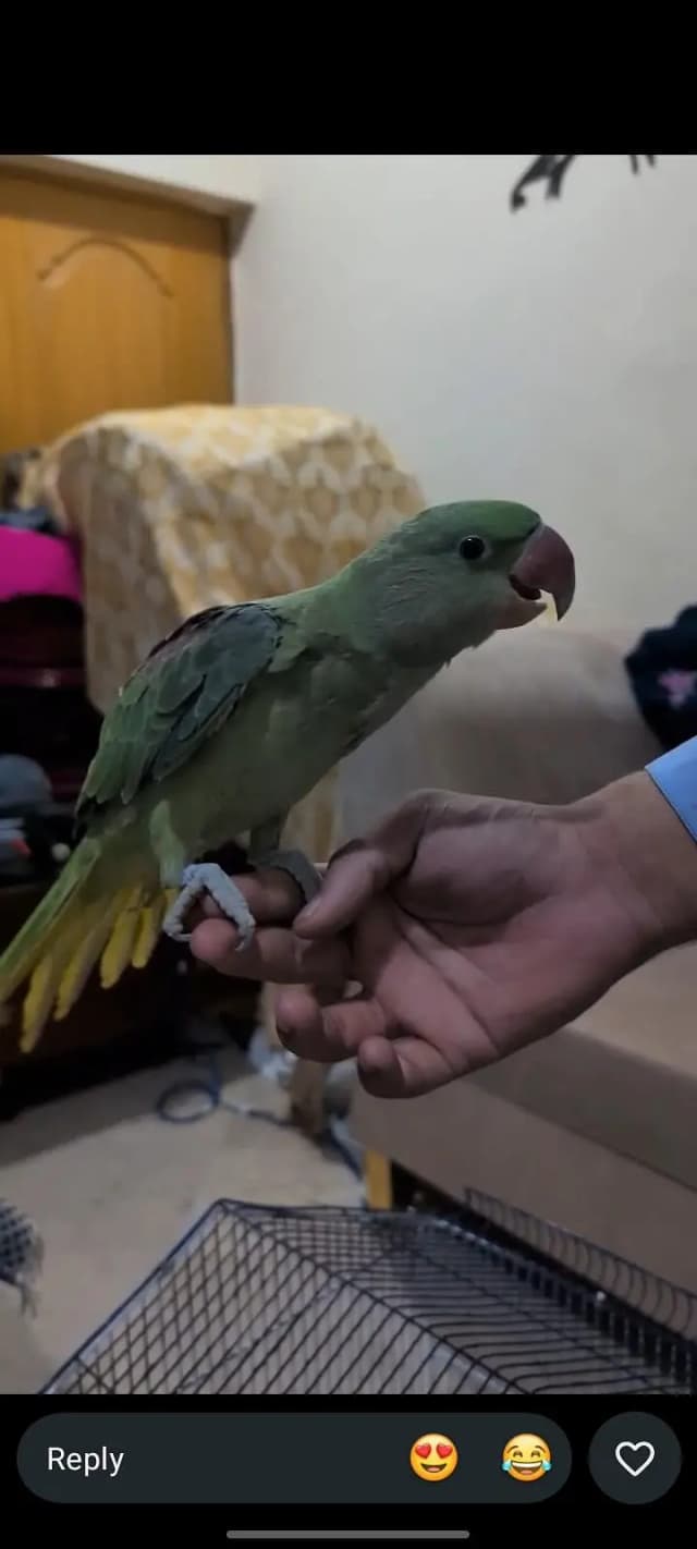 Raw parrot