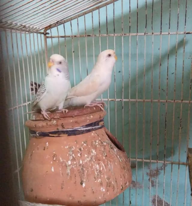 budgies fellow red eyes male and albino red eyes female