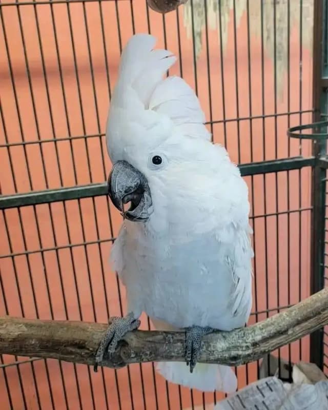 Umbeerlla cocakto parrot 03054232248