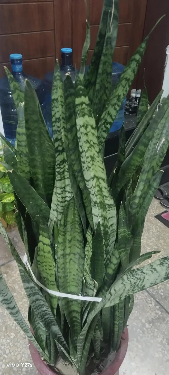snak plant
