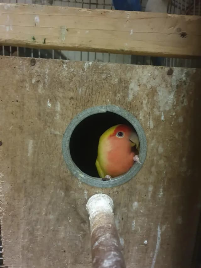 complete setup birds and cages