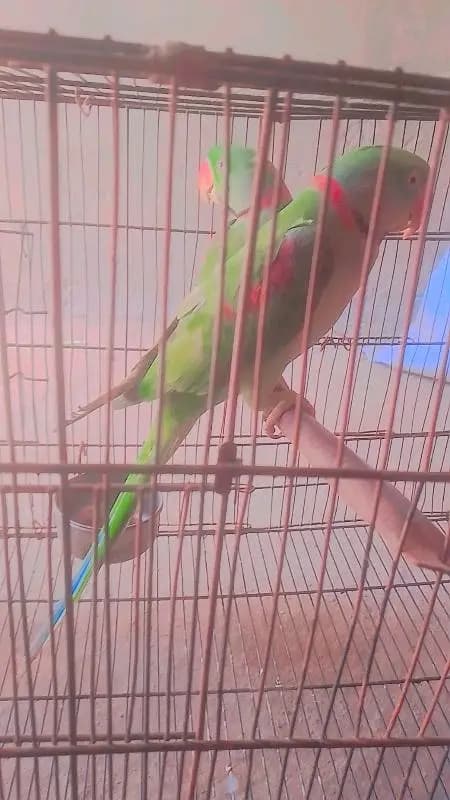 kashmiri raw parrot hand tame for sale
