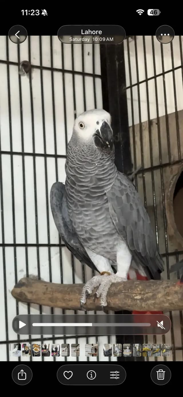 African Grey Breeder Pair
