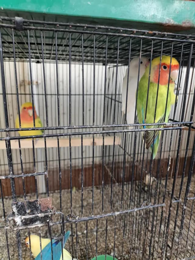 Lovebirds Ready To Breed Pieces For Sale
