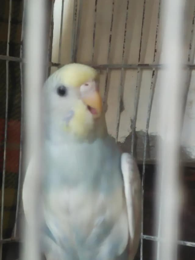 budgie