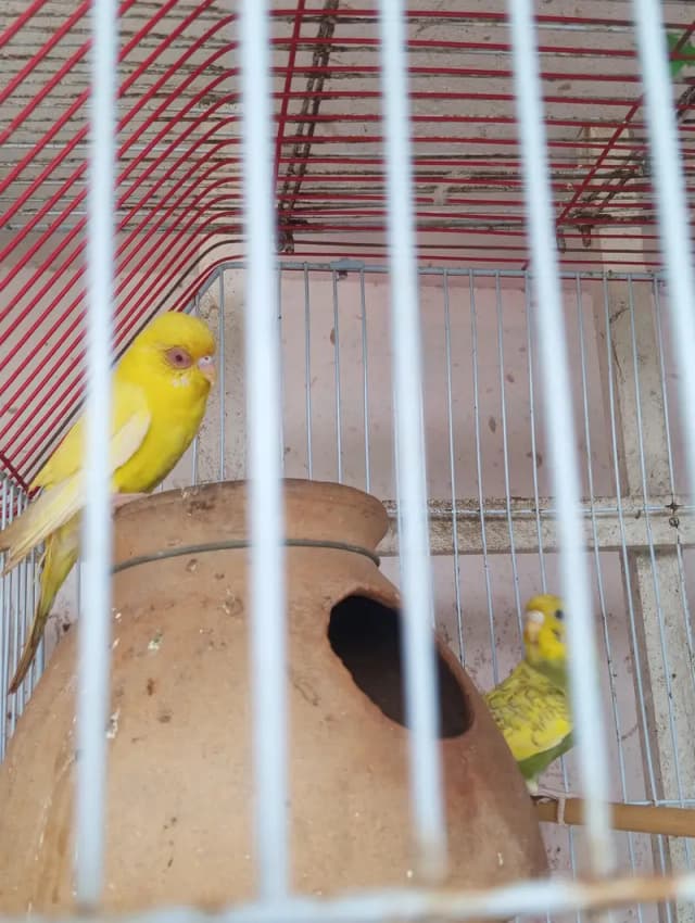 lutino red eyes breeder pair king size me h