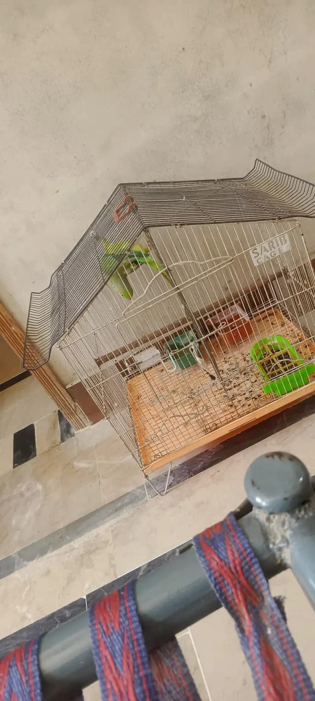 Ringneck parrot