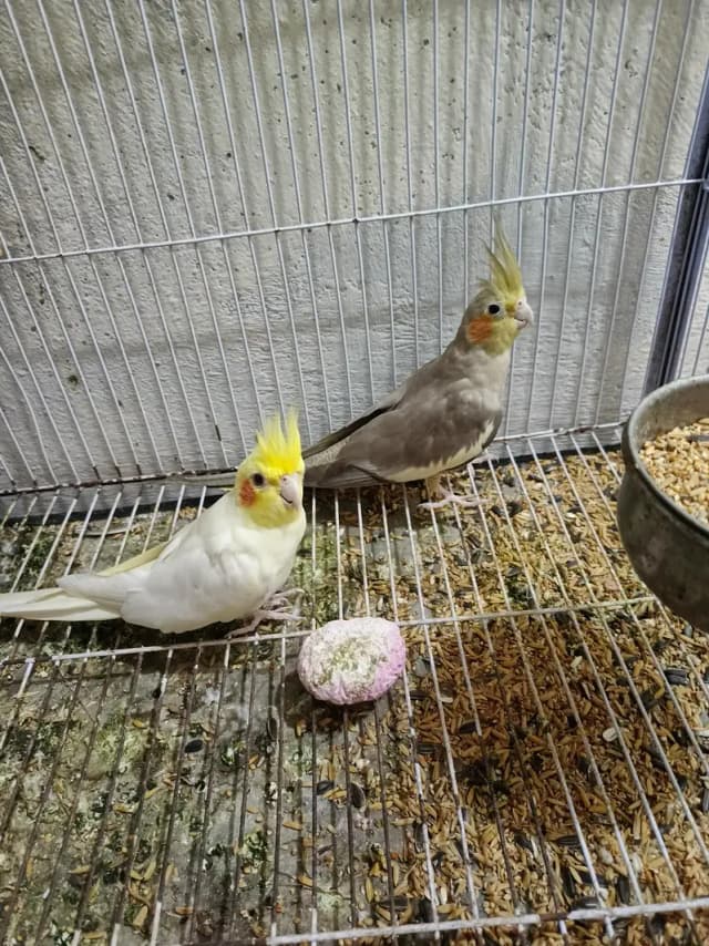Coctail pair