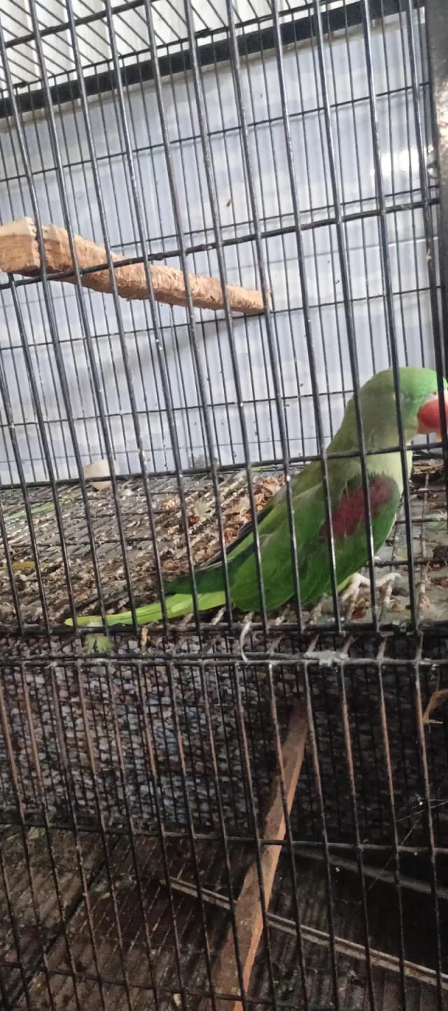 Raw parrots breeder pair