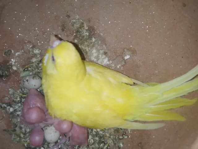 lutino red eyes female for sell